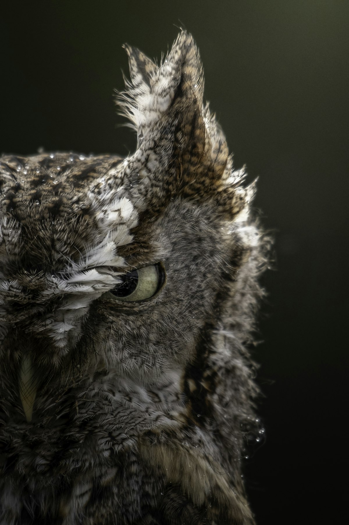 Owl Alpha — новая stealth-модель на OpenRouter. 1M контекста, $0 за токены, и никто не знает, кто её сделал